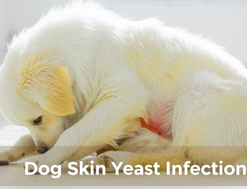 White dog gently scratching due to a skin yeast infection.