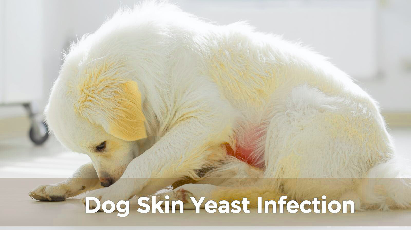 Dog Skin Yeast Infection: The Ultimate Guide & Fast Relief