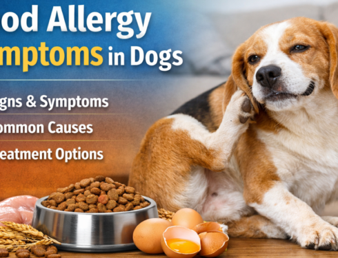 Food allergy symptoms in dogs showing signs of itching and digestive issues with common allergen foods