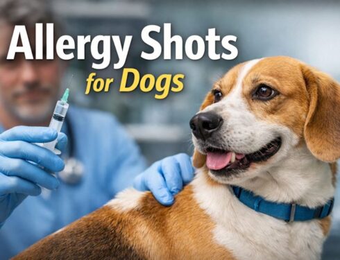 Allergy shots for dogs administered by a veterinarian to treat canine allergies safely