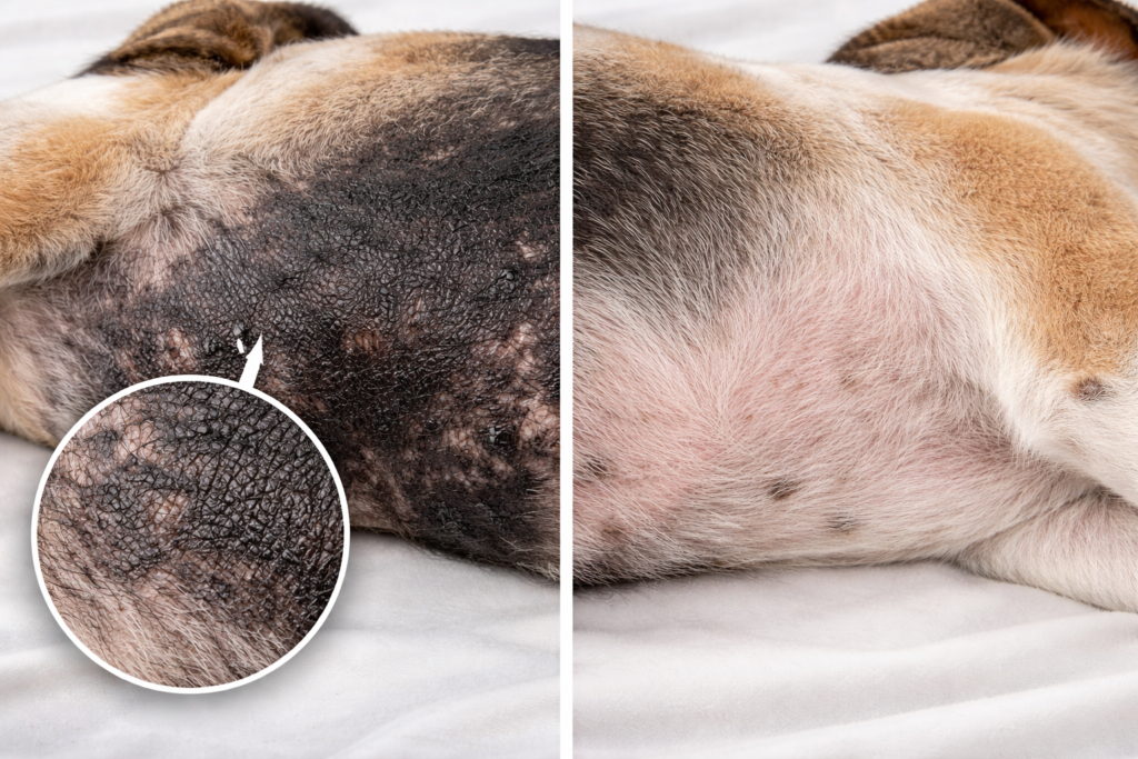 Black Skin on Dog Belly and Hair Loss: 2026 Recovery Guide