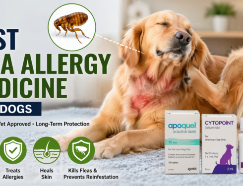 Best flea allergy medicine for dogs showing dog suffering from flea allergy dermatitis with vet-approved treatments for fast itch relief