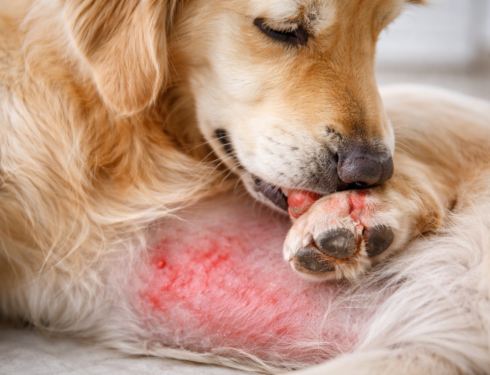 Dog contact dermatitis with red inflamed skin on paw and belly