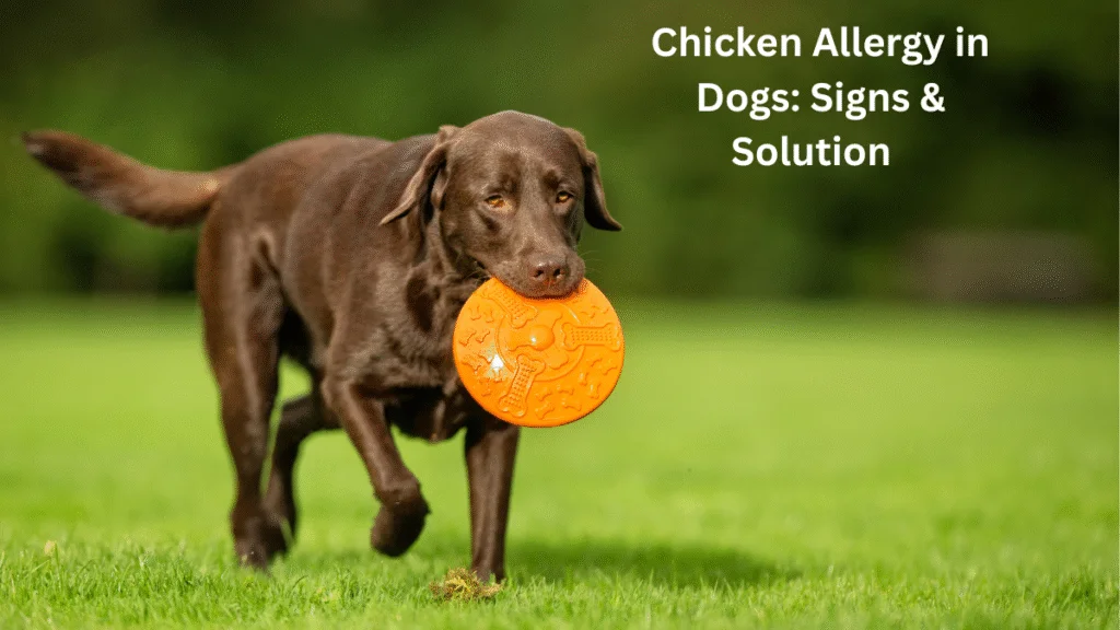 Chicken Allergy in Dogs: Signs & amp; Solutions