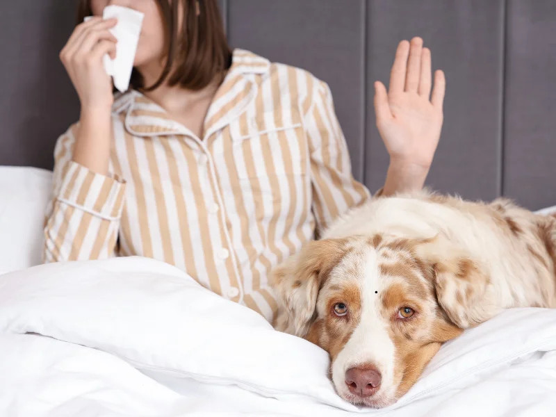 Canine Allergic Reaction: Symptoms & Relief